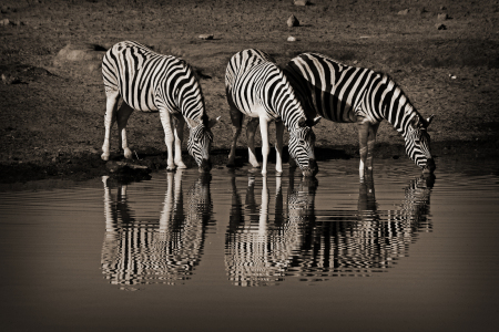 Bild-Nr: 9318640 Drinking Zebras Erstellt von: Henner