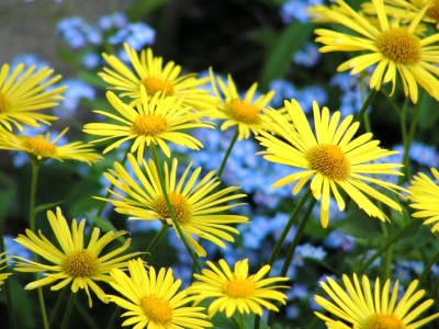 Bild-Nr: 9326158 Yellow magic Erstellt von: Renate Knapp