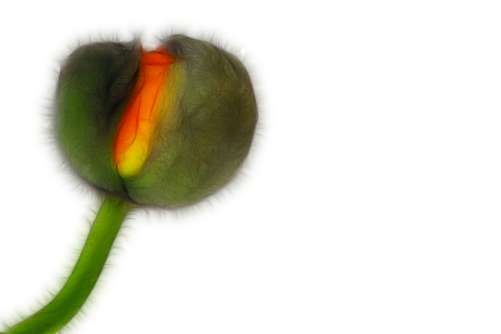 Bild-Nr: 9378016 Mohnblüte Erstellt von: Uwe Jahn