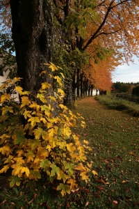 Bild-Nr: 9390458 Herbst Erstellt von: DerScheinriese