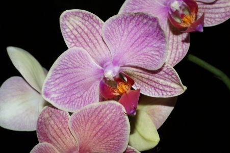 Bild-Nr: 9465466 Orchidee pink  2 Erstellt von: doka