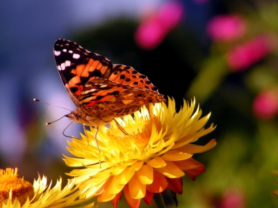 Bild-Nr: 9570578 Sommerzeit Erstellt von: Renate Knapp