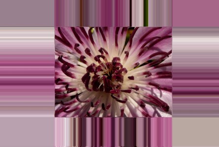 Bild-Nr: 9578544 Blütenstreifen Erstellt von: csausbs