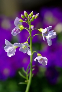 Bild-Nr: 9618190 Wiesenschaumkraut Erstellt von: gabii40