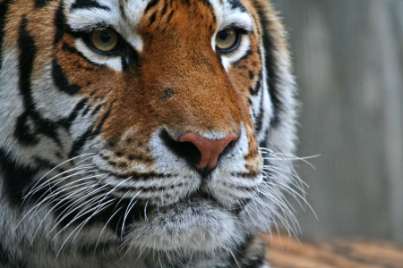 Bild-Nr: 9635432 Tigerportrait Erstellt von: Marcel Schauer