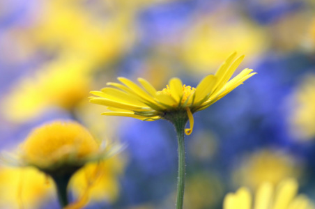 Bild-Nr: 9647020 Farbenrausch Erstellt von: Renate Knapp