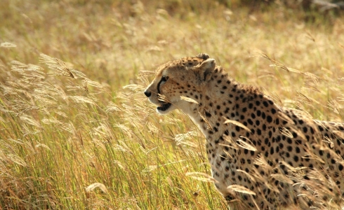 Bild-Nr: 9722676 Cheetah II Tanzania Erstellt von: biZal