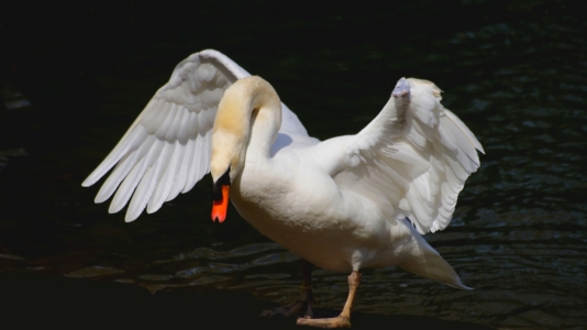 Bild-Nr: 9765576 Wings Erstellt von: youhaveadream