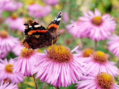 Bild-Nr: 9802508 Butterfly Erstellt von: Galerie-Fotoeffekt