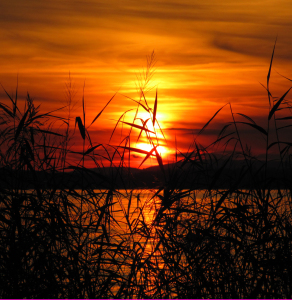 Bild-Nr: 9806372 Sonnenuntergang im Schilf Erstellt von: Level60