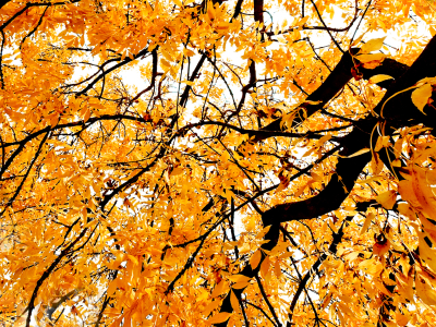 Bild-Nr: 9824908 Orange Tree Erstellt von: Galerie-Fotoeffekt