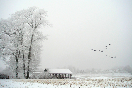 Bild-Nr: 9925586 Zugvögel im Winter Erstellt von: yammay