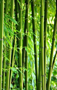 Bild-Nr: 9955489 Bambus Erstellt von: gabii40