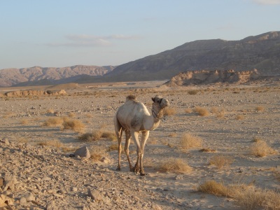 Bild-Nr: 11541410 Arabische Schönheit Erstellt von: EntdeckungsReise