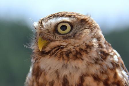 Bild-Nr: 11608003 Athene noctua Erstellt von: GUGIGEI