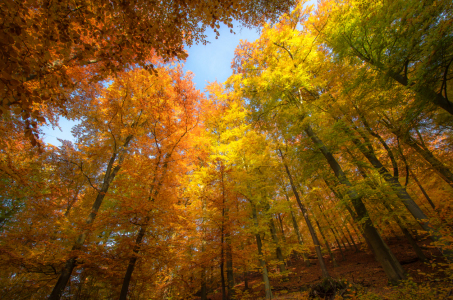 Bild-Nr: 11608937 Rainbow Forest Erstellt von: Steffen Gierok
