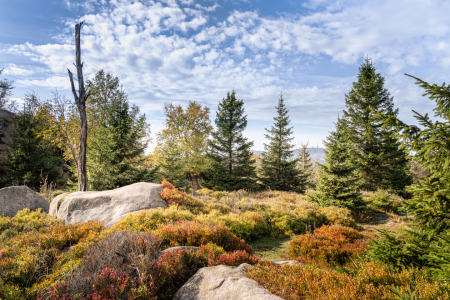 Bild-Nr: 12759774 Auf dem Hohnekamm im Harz  Erstellt von: Steffen Henze