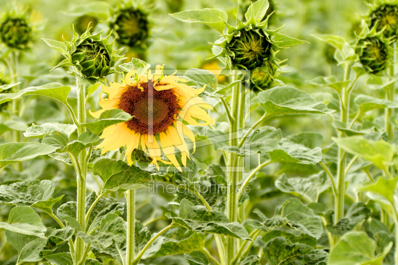 frei wählbarer Bildausschnitt für Ihr Bild auf Mousepad