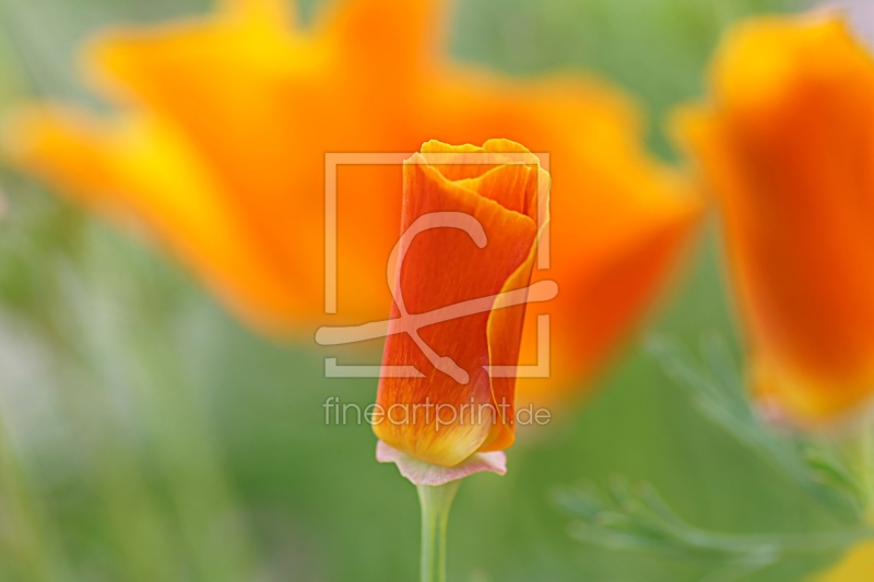 frei wählbarer Bildausschnitt für Ihr Bild auf Mousepad