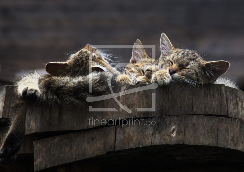 frei wählbarer Bildausschnitt für Ihr Bild auf Mousepad
