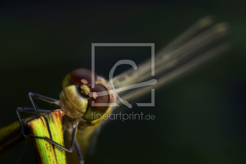 frei wählbarer Bildausschnitt für Ihr Bild auf Mousepad