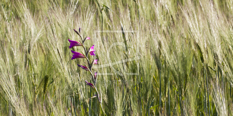 frei w&auml;hlbarer Bildausschnitt f&uuml;r Ihr Bild auf Mousepad