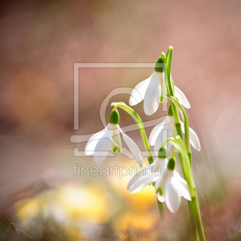 frei w&auml;hlbarer Bildausschnitt f&uuml;r Ihr Bild auf Mousepad