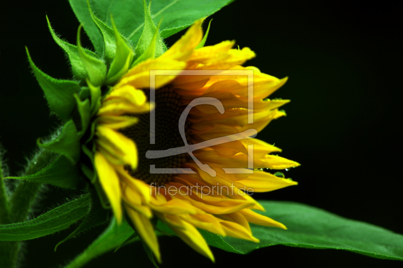 frei wählbarer Bildausschnitt für Ihr Bild auf Mousepad