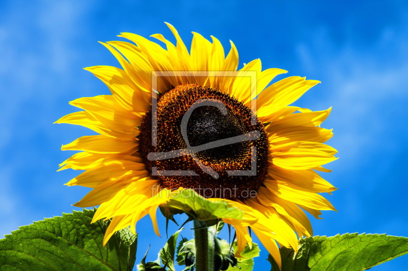 frei w&auml;hlbarer Bildausschnitt f&uuml;r Ihr Bild auf Mousepad