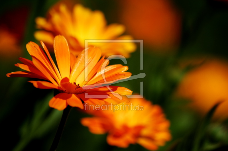 frei wählbarer Bildausschnitt für Ihr Bild auf Mousepad