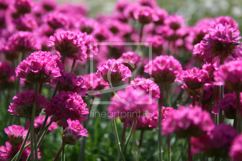 frei w&auml;hlbarer Bildausschnitt f&uuml;r Ihr Bild auf Mousepad