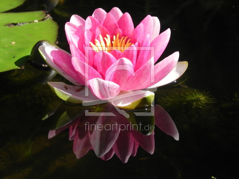 frei w&auml;hlbarer Bildausschnitt f&uuml;r Ihr Bild auf Mousepad