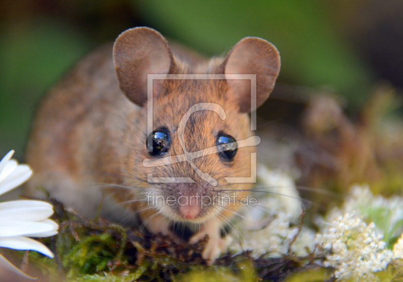 frei wählbarer Bildausschnitt für Ihr Bild auf Mousepad