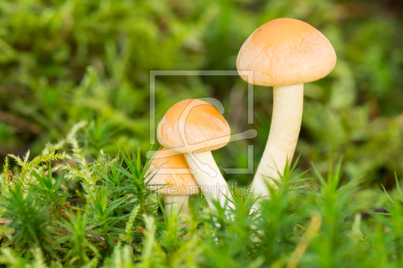 frei wählbarer Bildausschnitt für Ihr Bild auf Mousepad