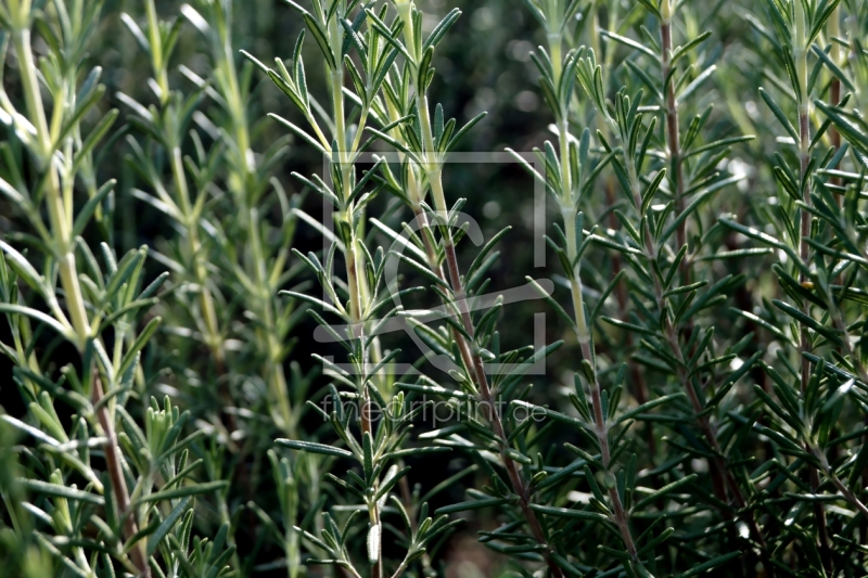 frei w&auml;hlbarer Bildausschnitt f&uuml;r Ihr Bild auf Mousepad