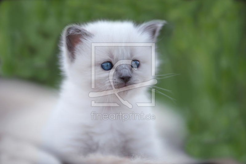 frei wählbarer Bildausschnitt für Ihr Bild auf Mousepad