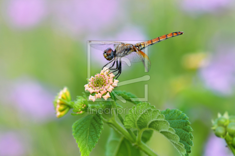 frei w&auml;hlbarer Bildausschnitt f&uuml;r Ihr Bild auf Mousepad