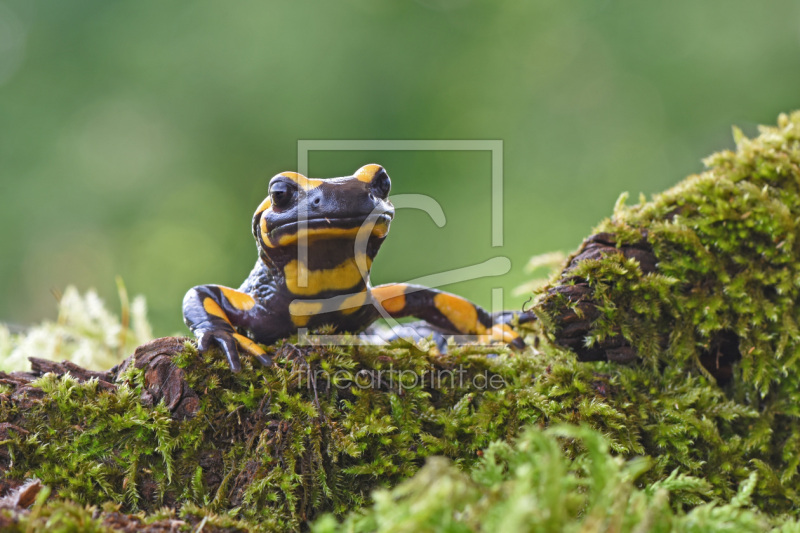 frei wählbarer Bildausschnitt für Ihr Bild auf Mousepad