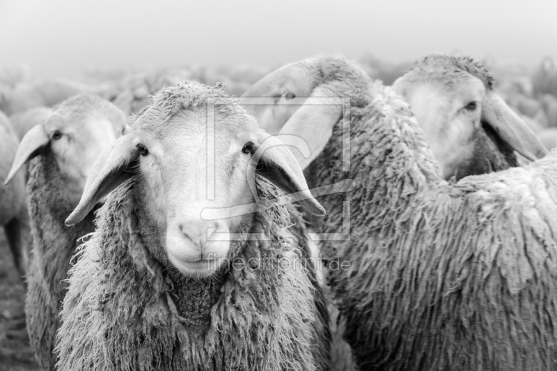 frei w&auml;hlbarer Bildausschnitt f&uuml;r Ihr Bild auf Mousepad