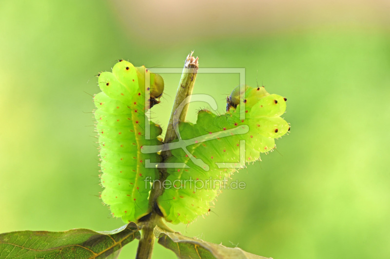 frei w&auml;hlbarer Bildausschnitt f&uuml;r Ihr Bild auf Mousepad
