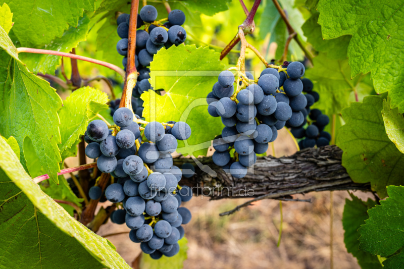 frei w&auml;hlbarer Bildausschnitt f&uuml;r Ihr Bild auf Mousepad