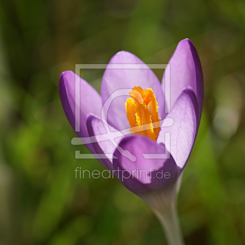 frei w&auml;hlbarer Bildausschnitt f&uuml;r Ihr Bild auf Mousepad