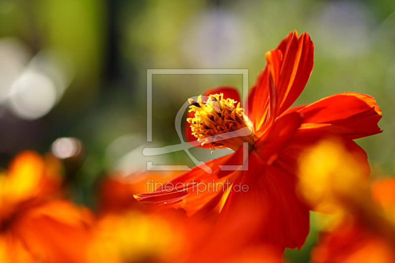 frei wählbarer Bildausschnitt für Ihr Bild auf Mousepad