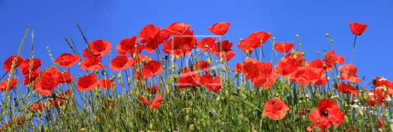 frei wählbarer Bildausschnitt für Ihr Bild auf Mousepad