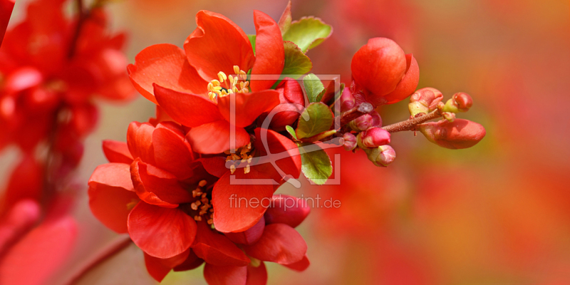 frei wählbarer Bildausschnitt für Ihr Bild auf Mousepad