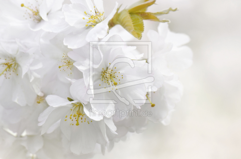 frei wählbarer Bildausschnitt für Ihr Bild auf Mousepad