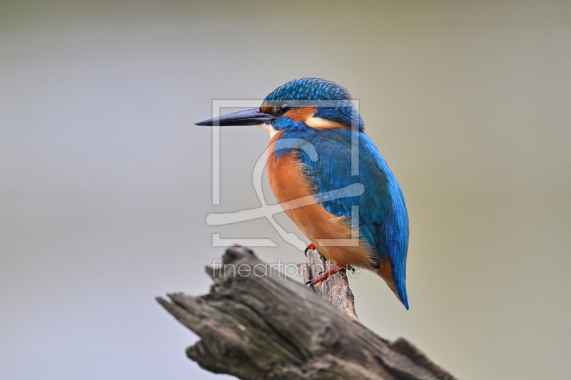 frei w&auml;hlbarer Bildausschnitt f&uuml;r Ihr Bild auf Mousepad