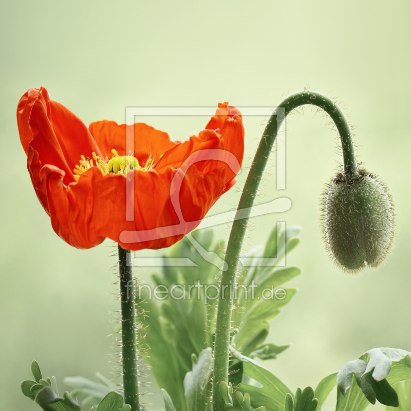 frei w&auml;hlbarer Bildausschnitt f&uuml;r Ihr Bild auf Mousepad