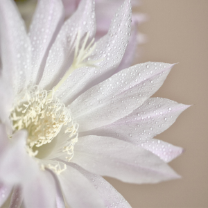 Bild-Nr: 11309664 zartrosa... Erstellt von: EvaPhelicia