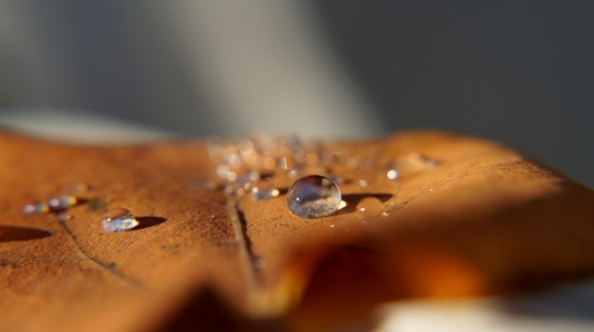 Bild-Nr: 11846197 Morgentau Erstellt von: MoNoir